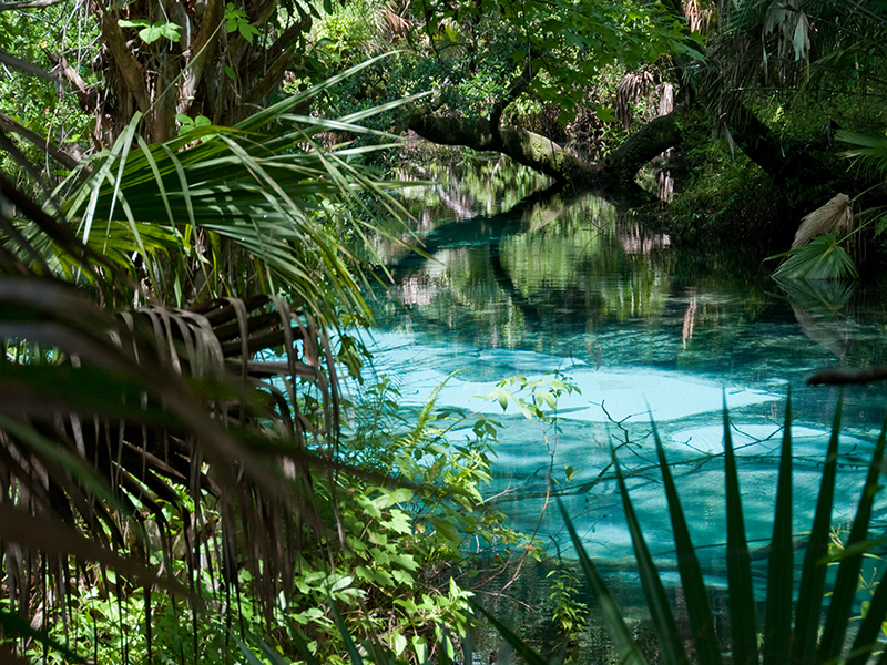 Ocala National Forest